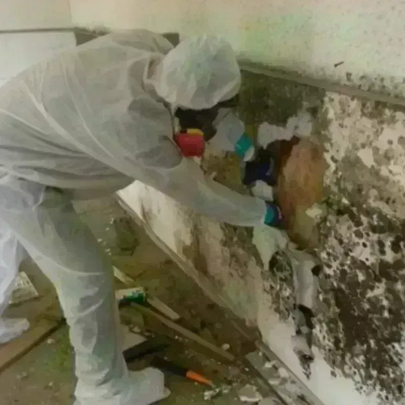 Mold Remediation and Removal in La Dolores, PR